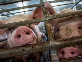 Pigs behind fence, EU pork import tariffs