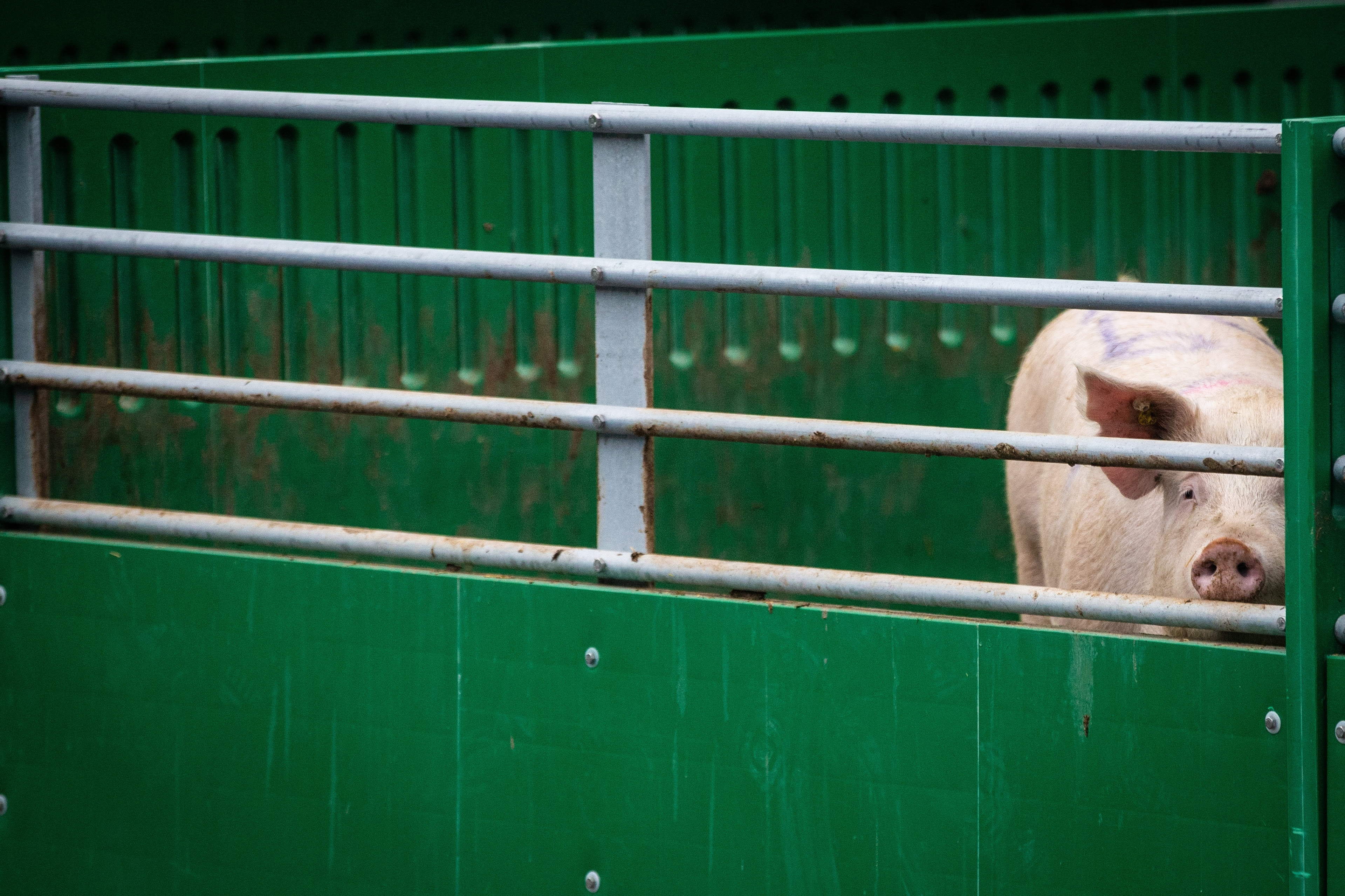 Belgian pork export issue